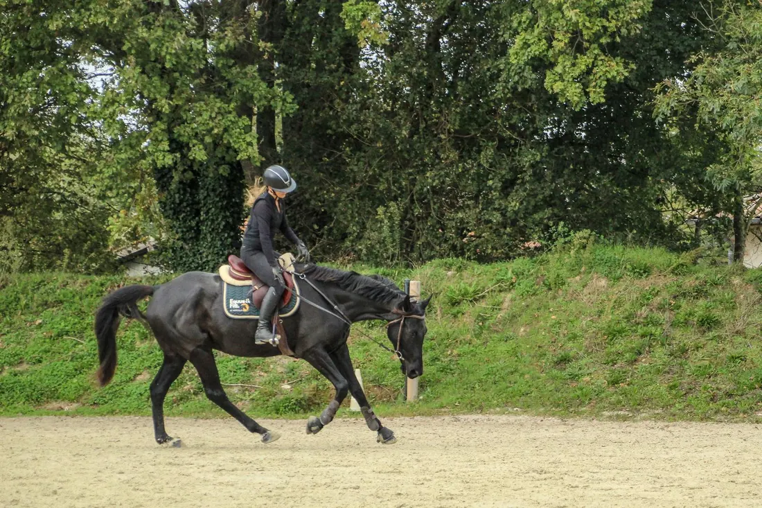 Cheval au trot dans un cadre verdoyant