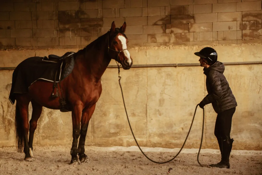 Travail à pied, cheval tenu en longe