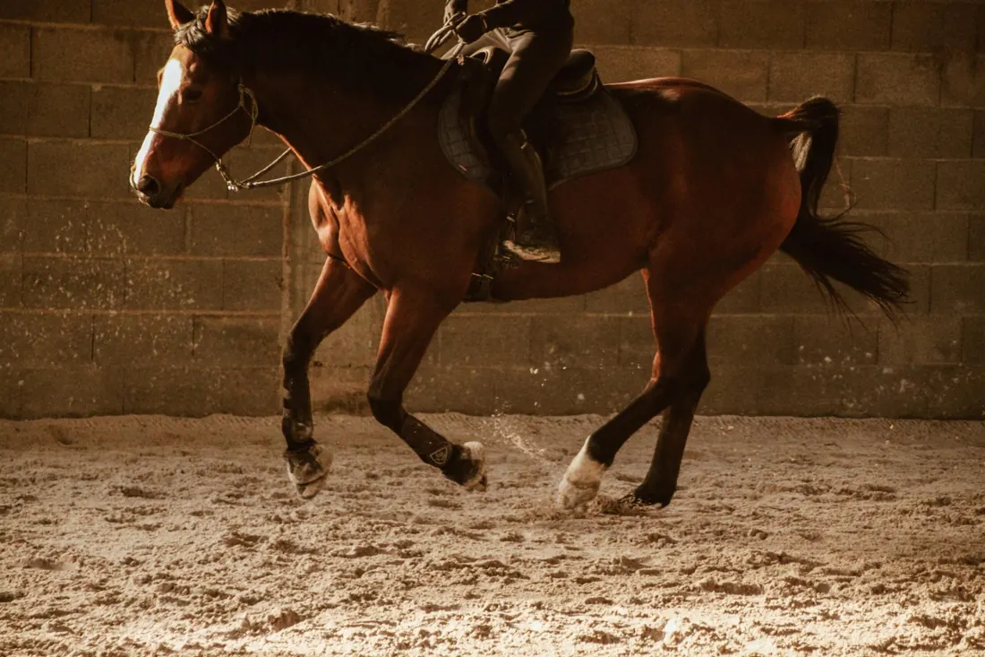 Travail sur le plat, cheval bai au trot