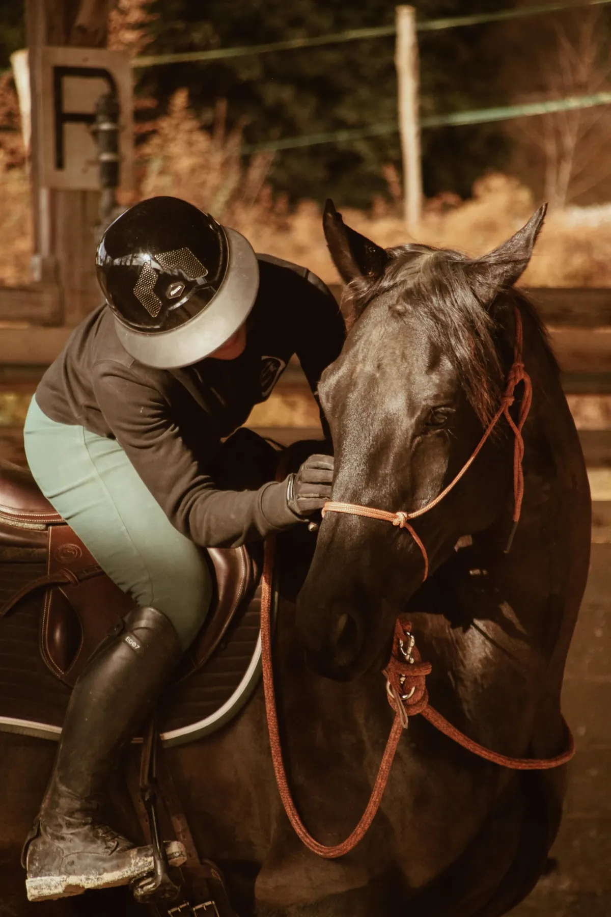 Myrtille Zimelka établissant la confiance avec un jeune cheval au licol de corde
