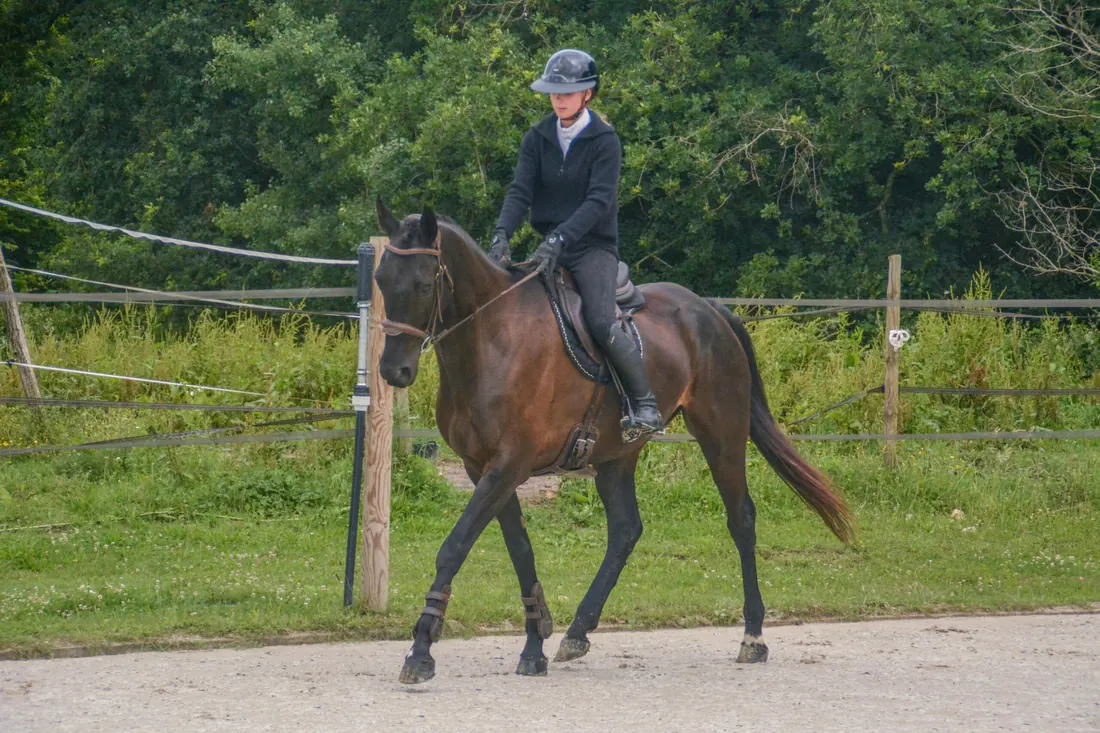 Cheval bai au trot en extérieur