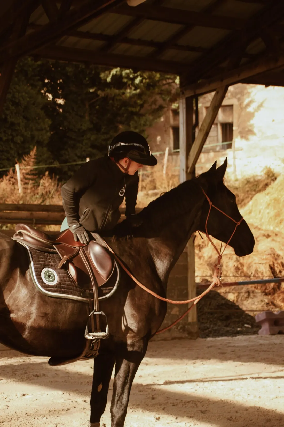 Moment de contact et de confiance avec un jeune cheval