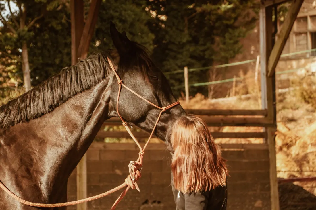 Moment tendre, front contre naseau